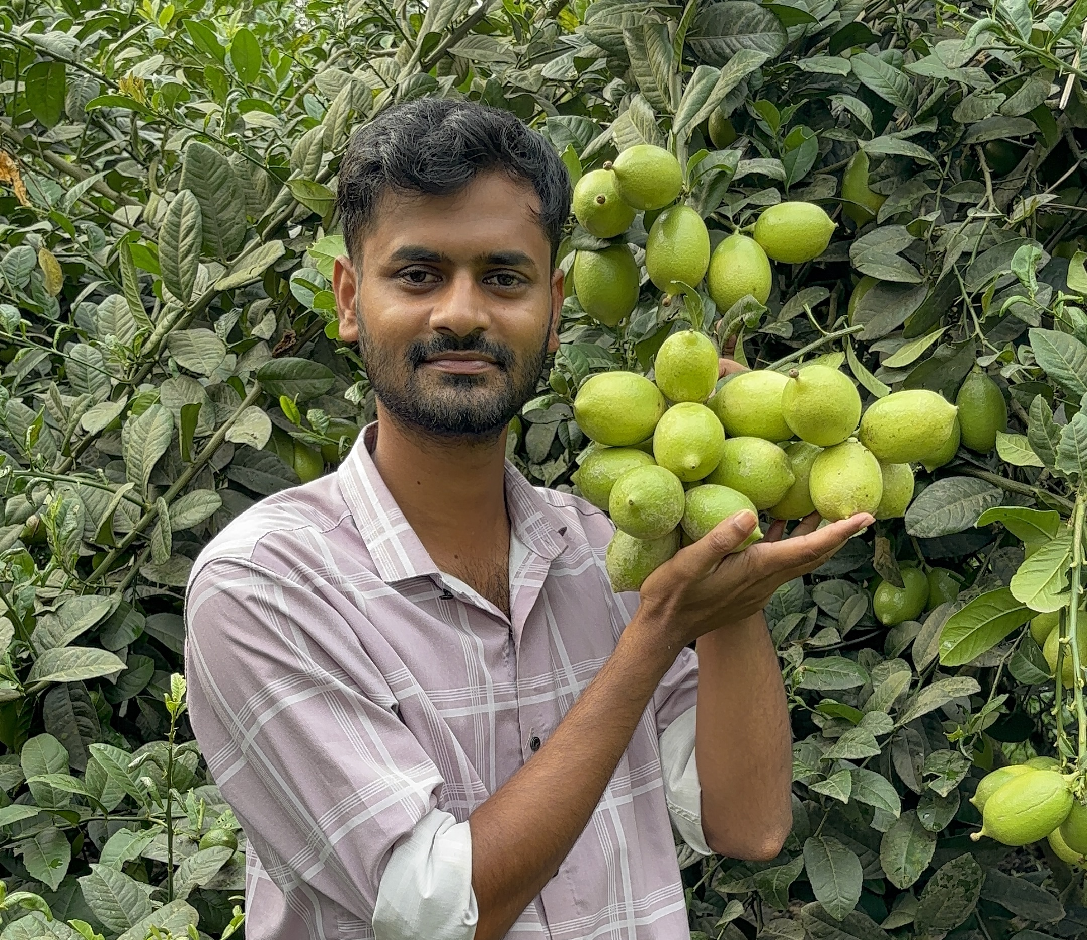 Sujon Agro China 3 Seedless Lemon