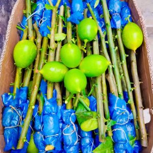 ২০ পিস গুটি কলম ৫০০ টাকা